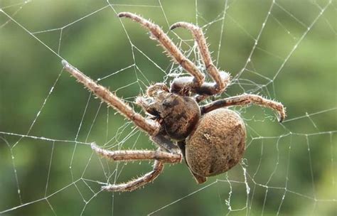 家裡有大蜘蛛代表什麼 有福者得